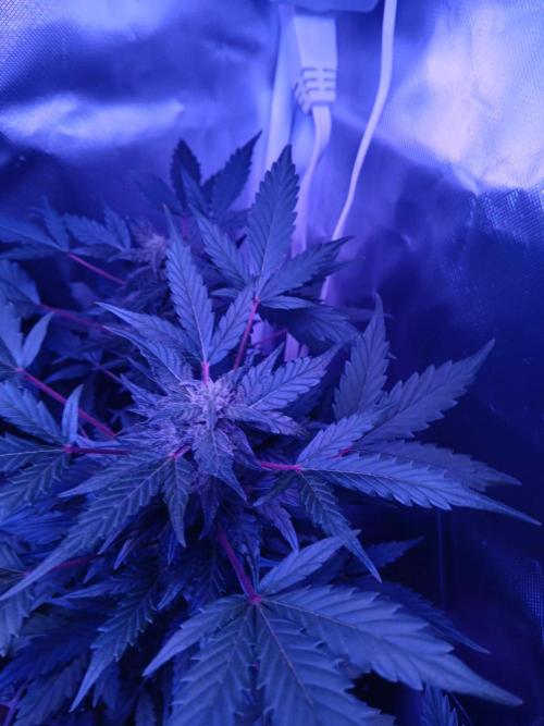 JVK  KUSH Auto 1. Week 7
