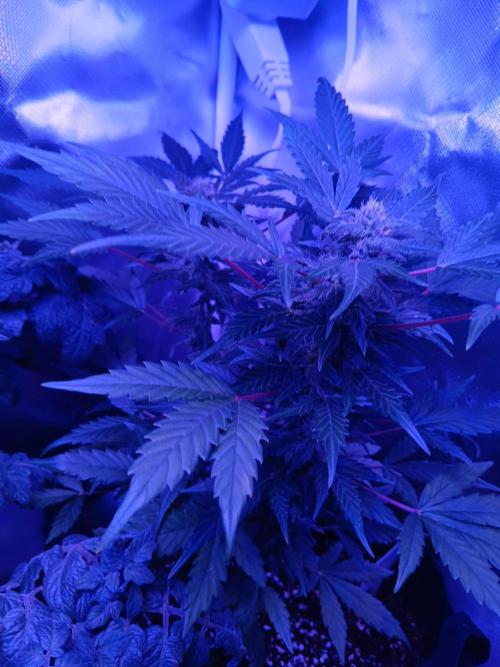 JVK  KUSH Auto 1. Week 7