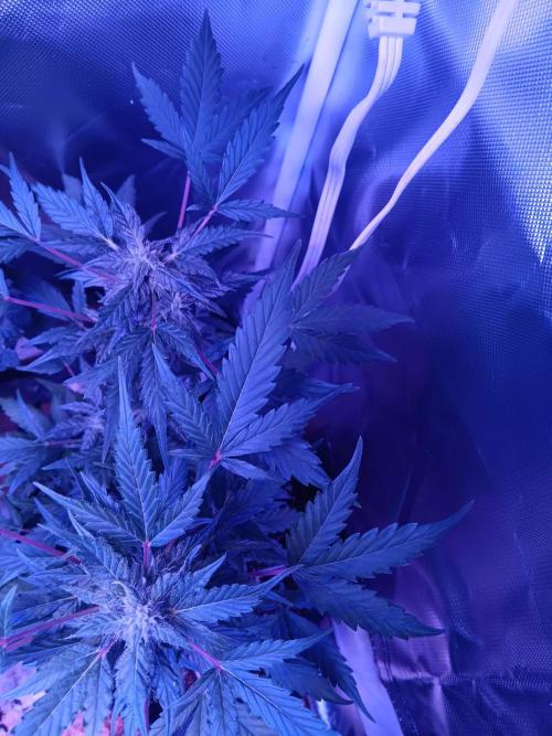 JVK  KUSH Auto 1. Week 7