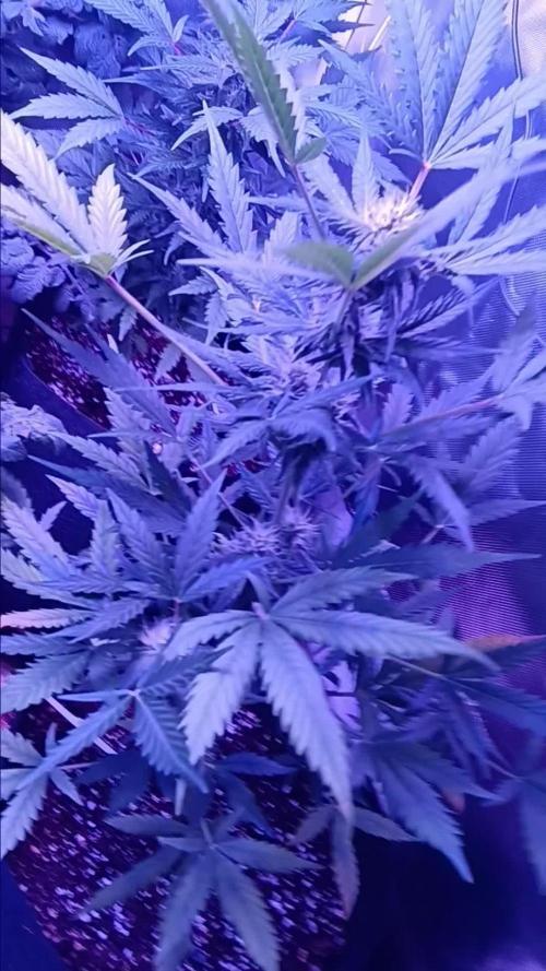 JVK KUSH Auto 1