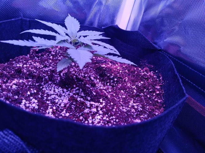 JVK Grow Royal Kush2. Week 3
