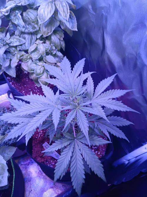 JVK Grow Royal Kush2. Week 3