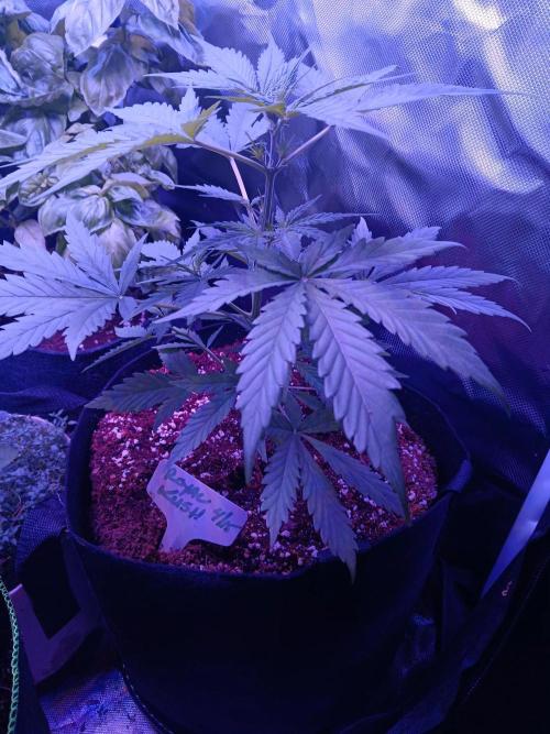 JVK Grow Royal Kush2. Week 3