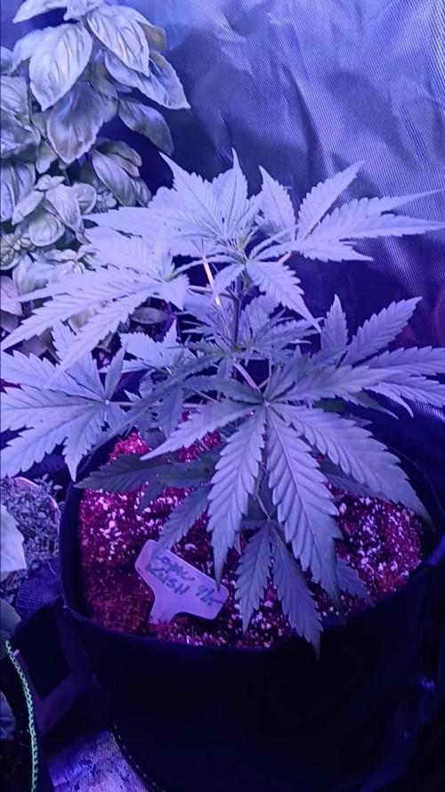 JVK Grow Royal Kush2