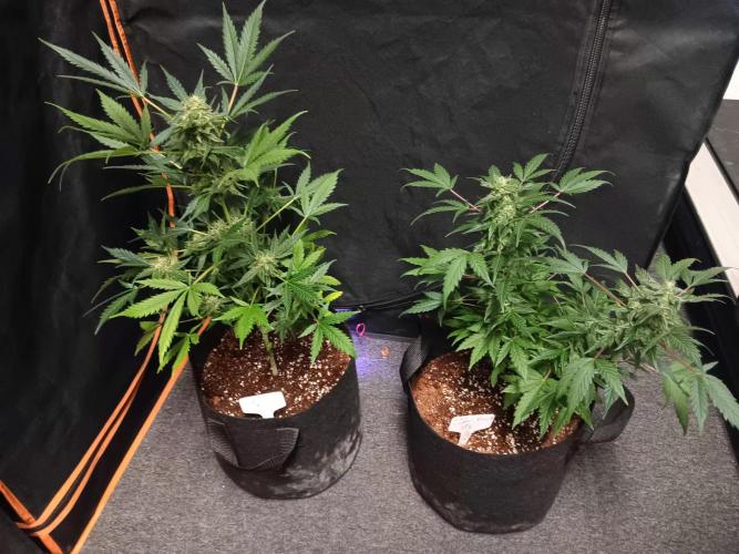 JVK  KUSH Auto 1. Week 8