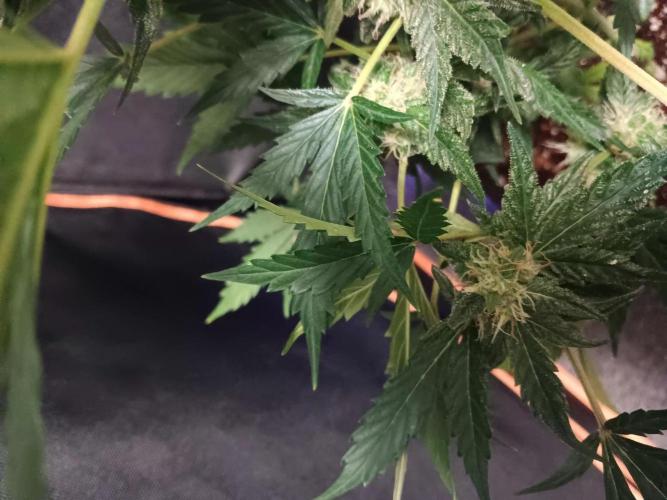 JVK  KUSH Auto 1. Week 8
