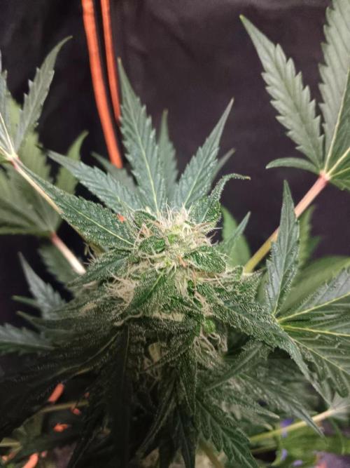 JVK  KUSH Auto 1. Week 8
