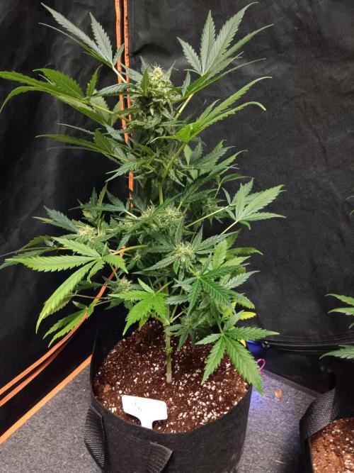 JVK  KUSH Auto 1. Week 8