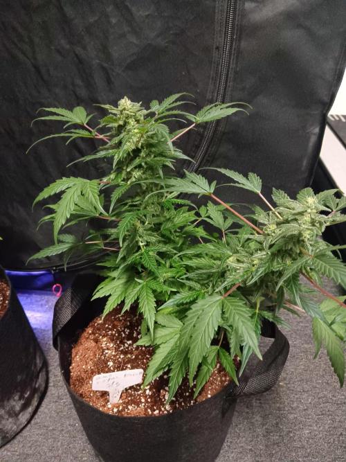 JVK  KUSH Auto 1. Week 8