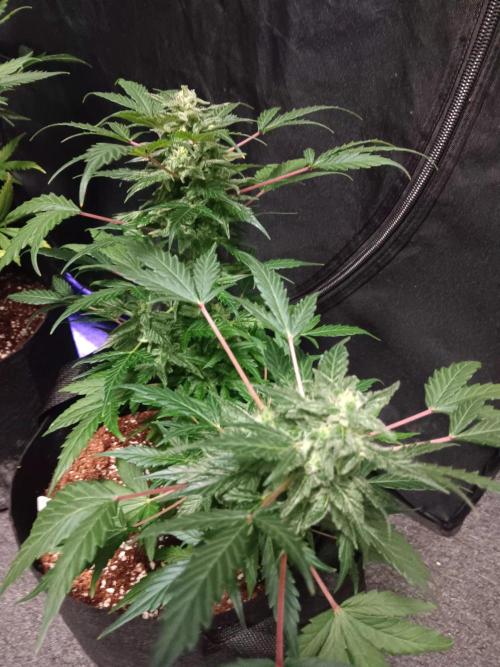 JVK  KUSH Auto 1. Week 8