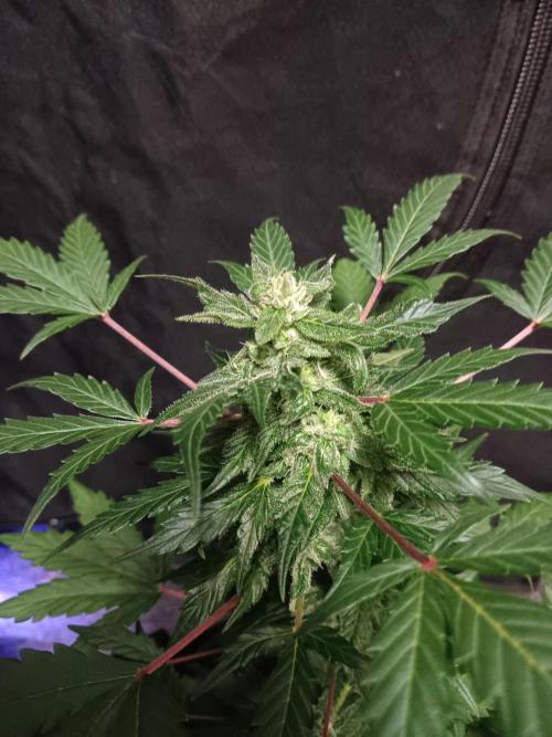 JVK  KUSH Auto 1. Week 8