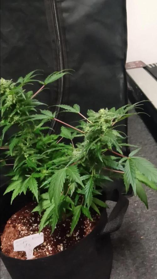 JVK KUSH Auto 1
