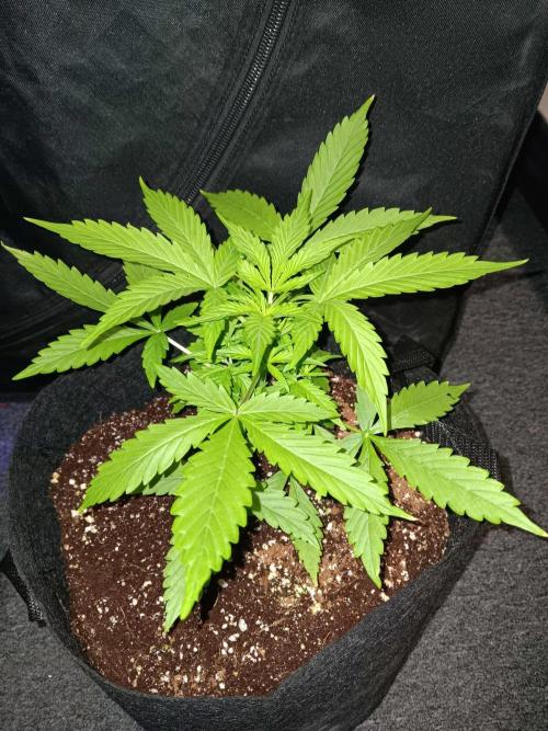 JVK Grow Royal Kush2. Week 4
