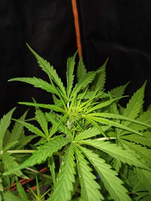 JVK Grow Royal Kush2. Week 4