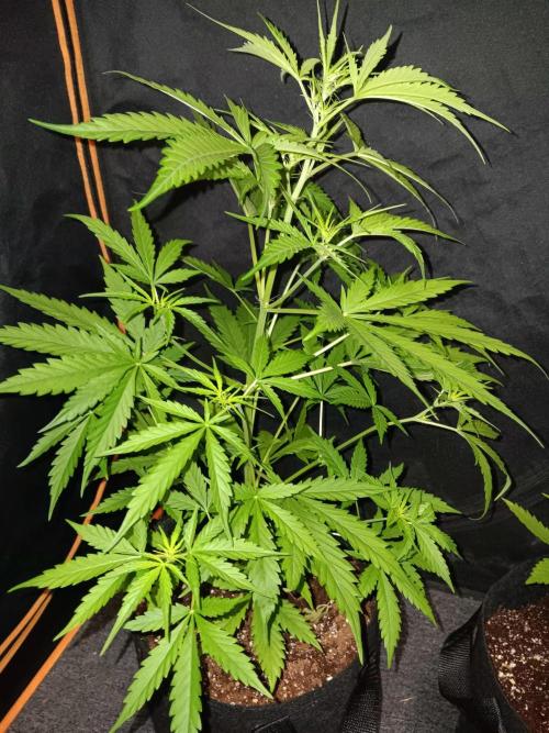 JVK Grow Royal Kush2. Week 4