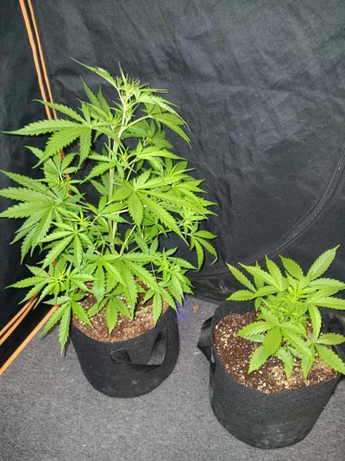 JVK Grow Royal Kush2. Week 4