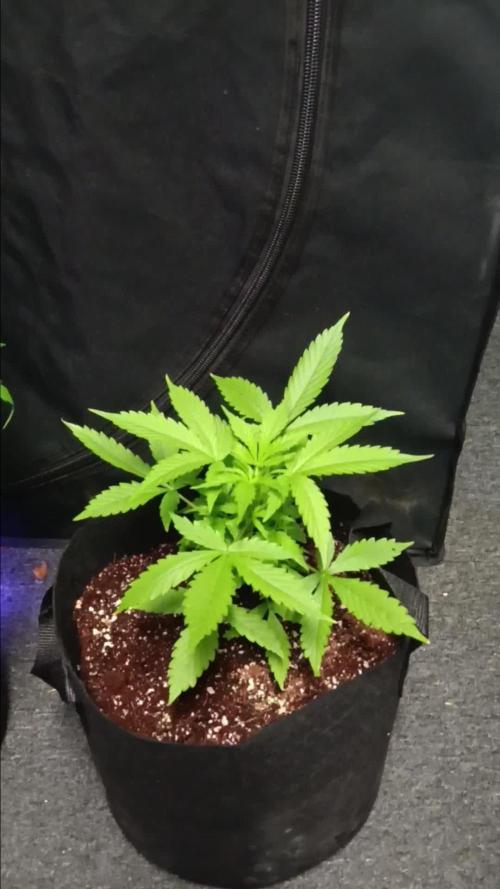 JVK Grow Royal Kush2