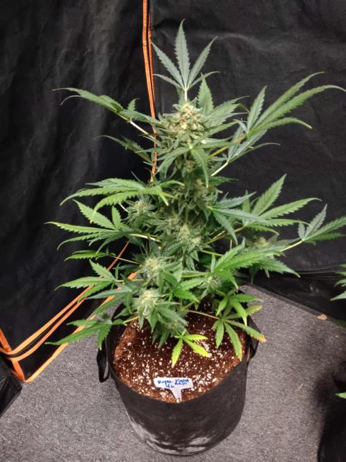 JVK  KUSH Auto 1. Week 9