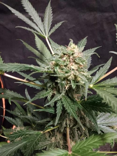 JVK  KUSH Auto 1. Week 9