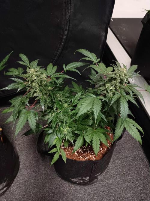 JVK  KUSH Auto 1. Week 9