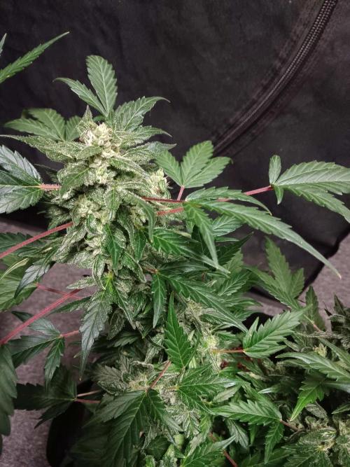 JVK  KUSH Auto 1. Week 9