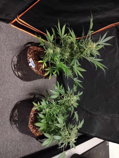 JVK  KUSH Auto 1. Week 9