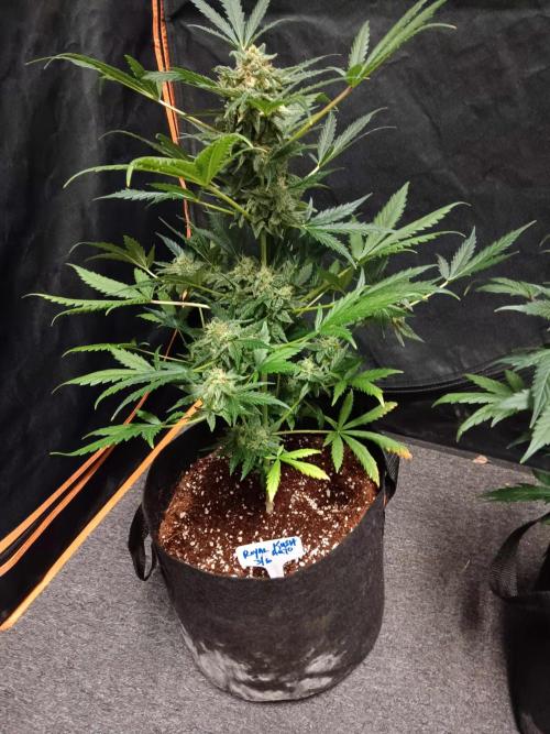 JVK  KUSH Auto 1. Week 9