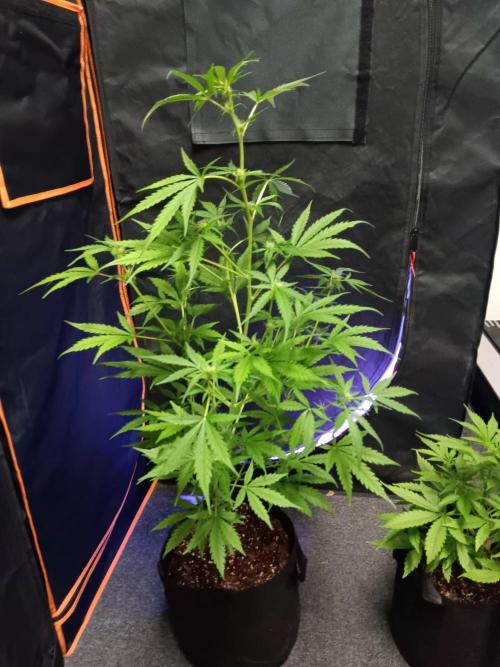 JVK Grow Royal Kush2. Week 5