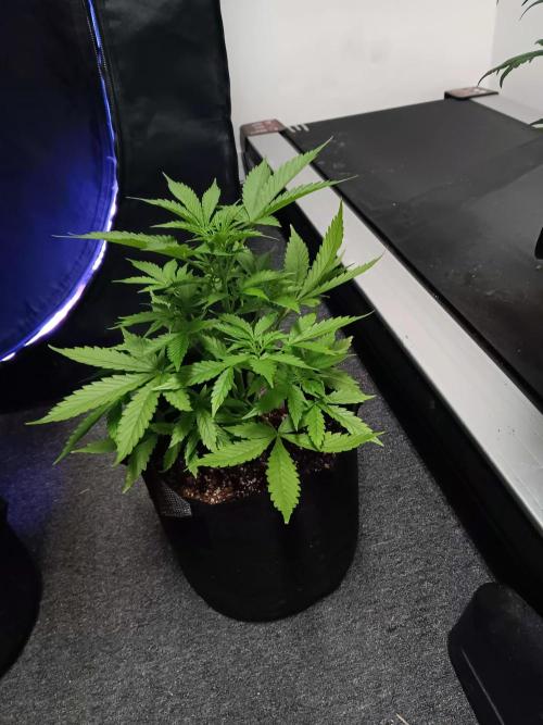 JVK Grow Royal Kush2. Week 5