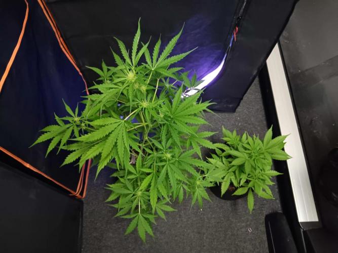 JVK Grow Royal Kush2. Week 5