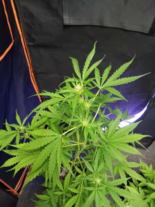 JVK Grow Royal Kush2. Week 5