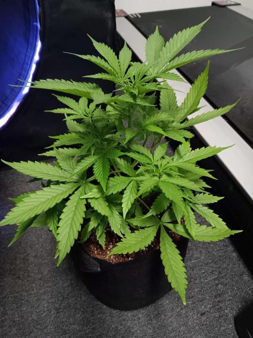 JVK Grow Royal Kush2. Week 5