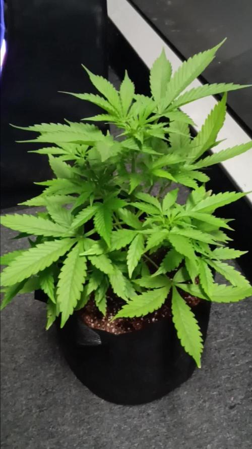 JVK Grow Royal Kush2