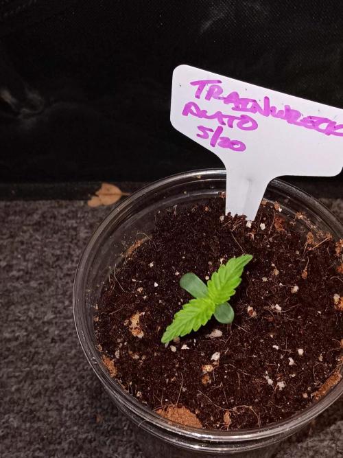 JVK Trainwreck Auto. Week 0