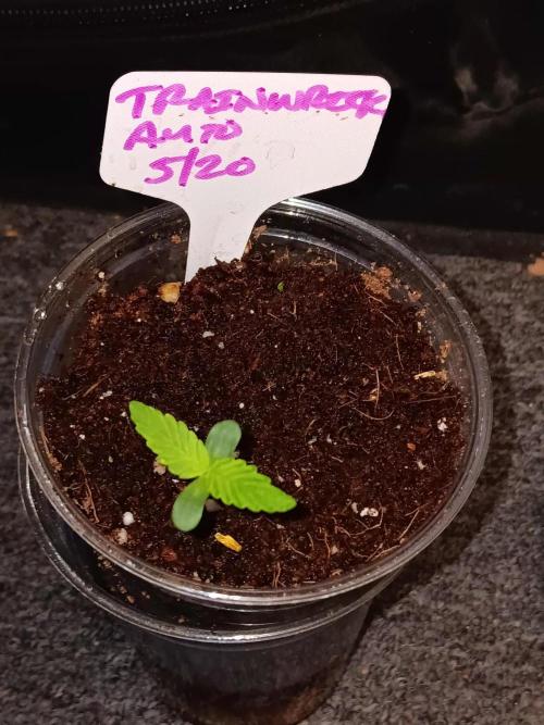 JVK Trainwreck Auto. Week 0
