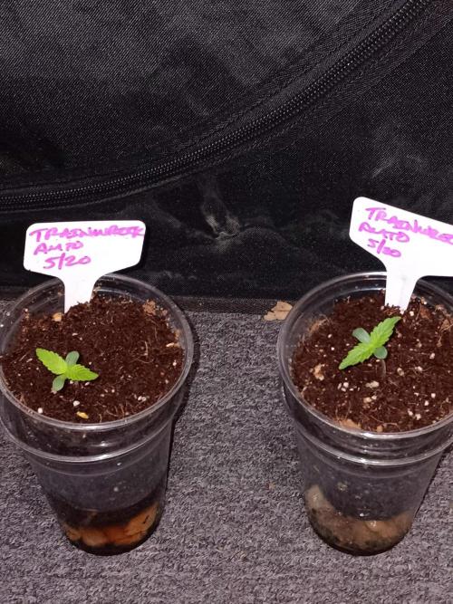 JVK Trainwreck Auto. Week 0