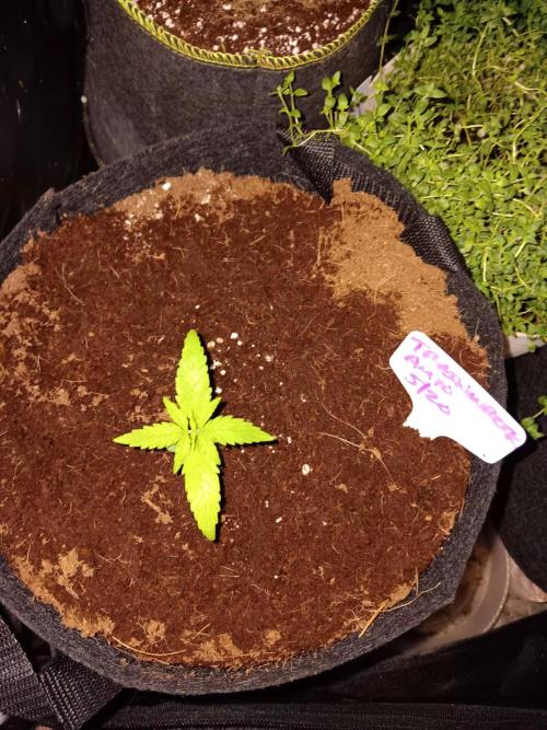 JVK Trainwreck Auto. Week 1
