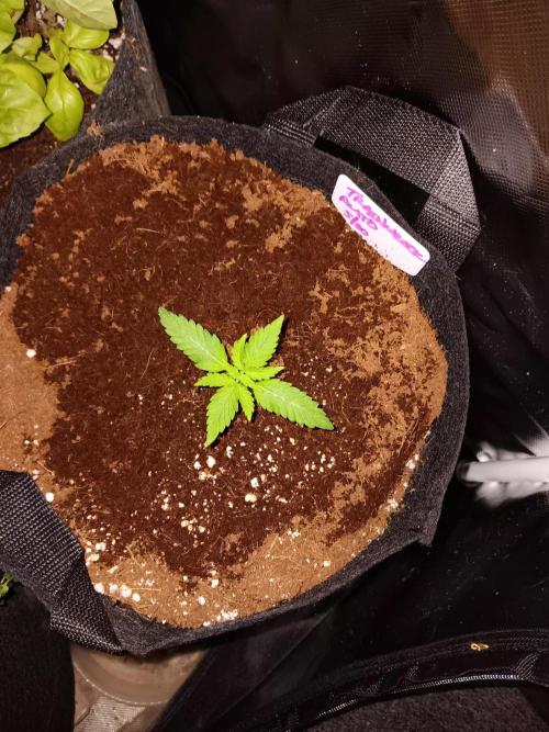 JVK Trainwreck Auto. Week 1