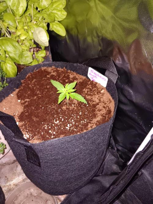 JVK Trainwreck Auto. Week 1