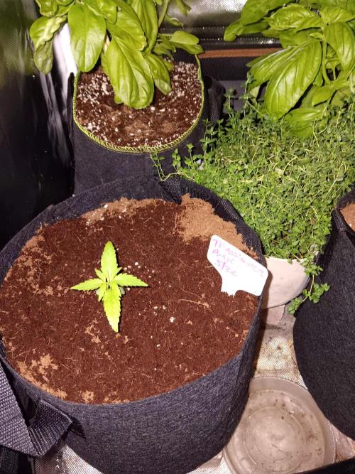Trainwreck Automatic . Week 1