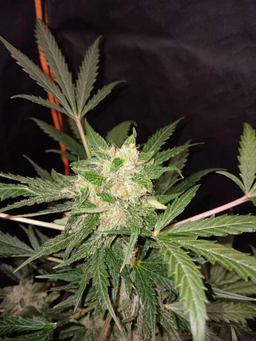 JVK  KUSH Auto 1. Week 10