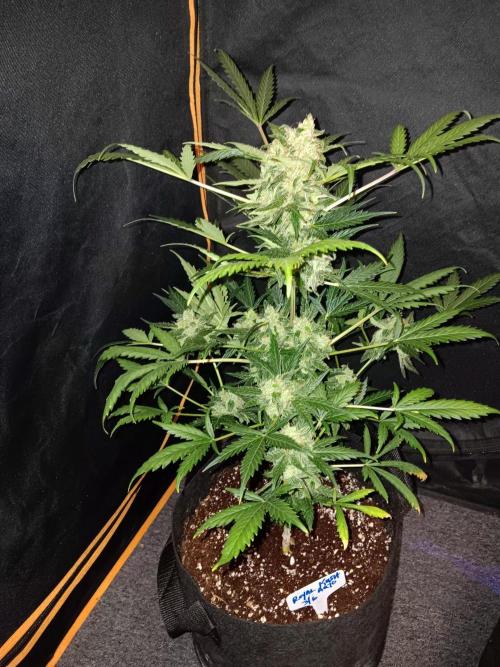 JVK  KUSH Auto 1. Week 10