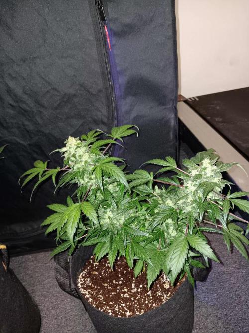 JVK  KUSH Auto 1. Week 10