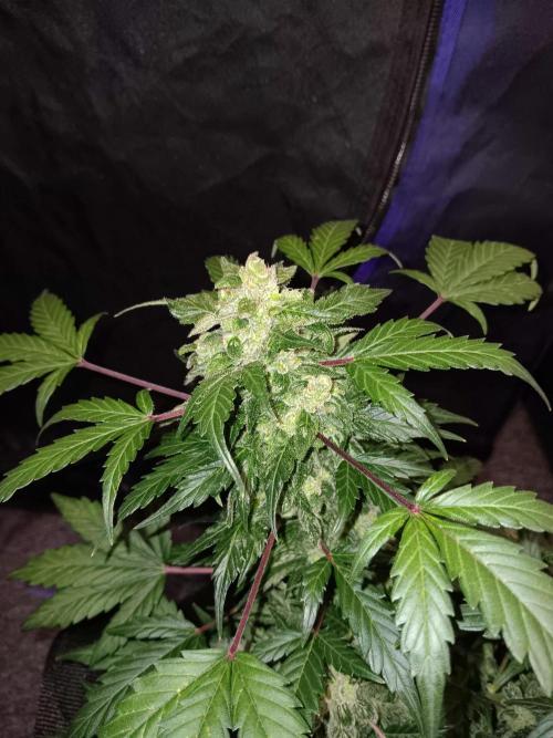 JVK  KUSH Auto 1. Week 10