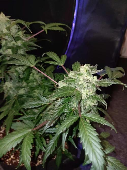 JVK  KUSH Auto 1. Week 10