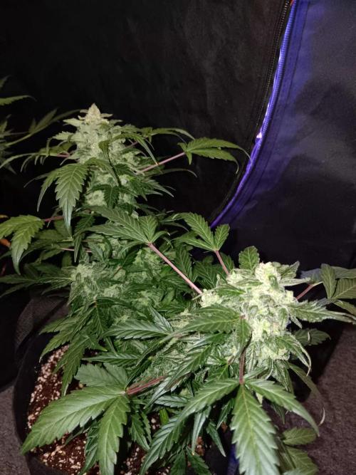 JVK  KUSH Auto 1. Week 10