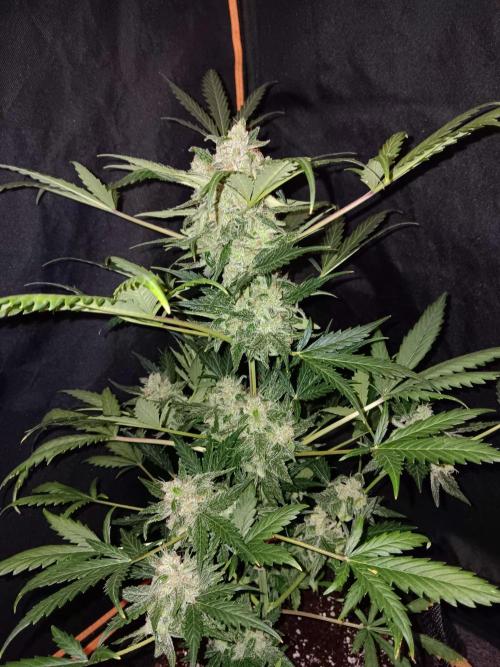 JVK  KUSH Auto 1. Week 10