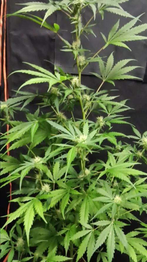 JVK  KUSH Auto 1