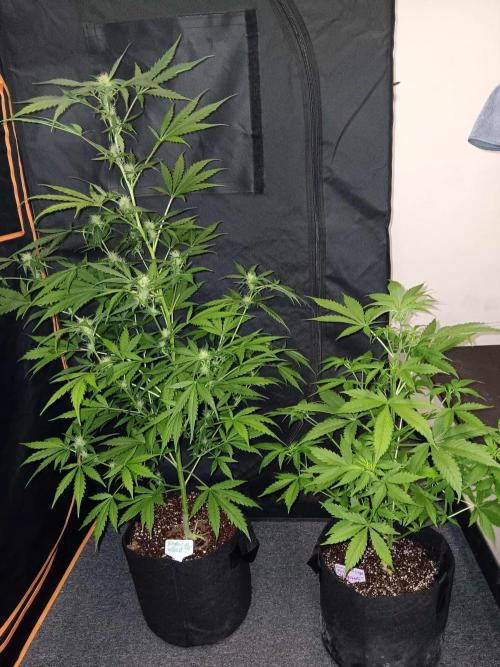 JVK Grow Royal Kush2. Week 6
