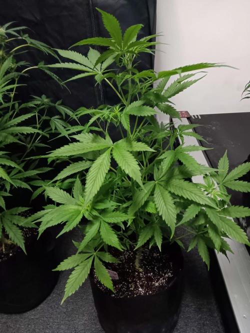 JVK Grow Royal Kush2. Week 6